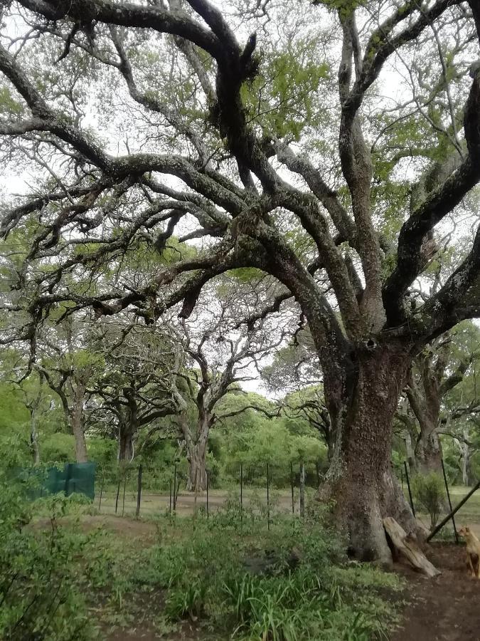 Lebombo Wattle Cottages Hluhluwe Kültér fotó