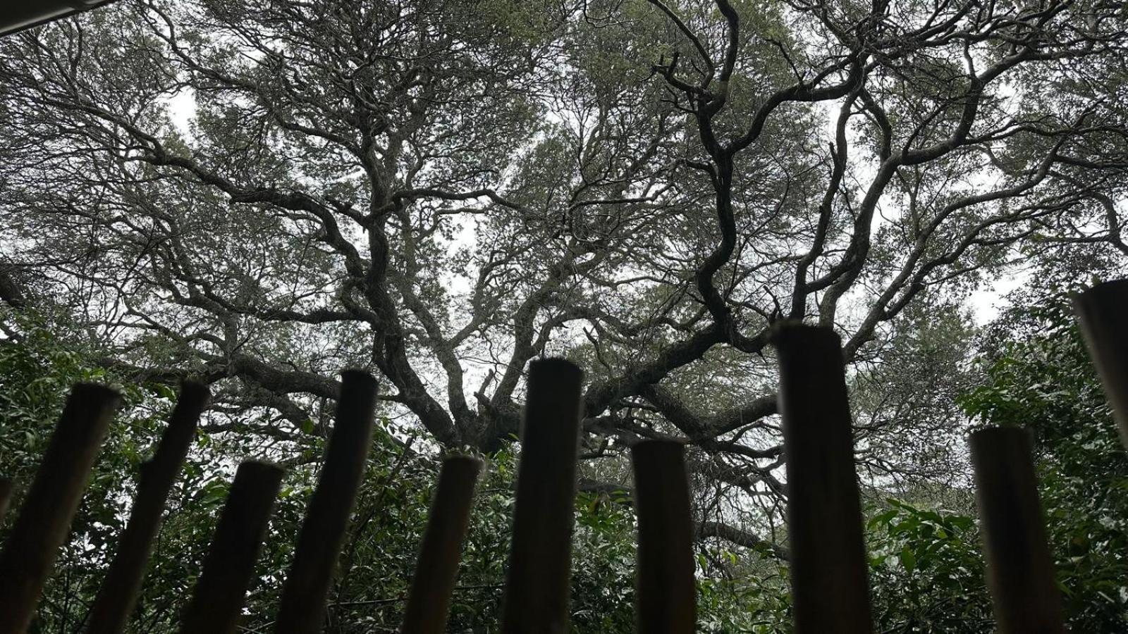 Lebombo Wattle Cottages Hluhluwe Kültér fotó